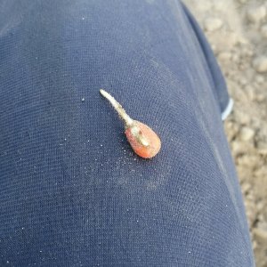 Kukurydza , siew 24.04.2020