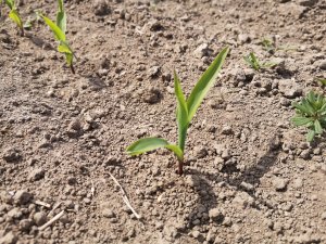 Kukurydza sąsiada siana 27 marca 