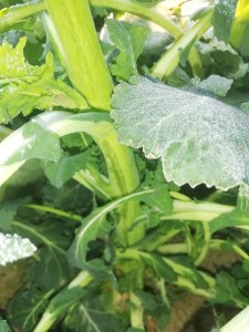 LG Architect po przymrozkach - 02-04-2020