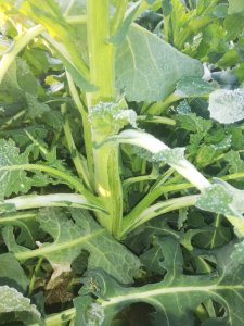 LG Architect po przymrozkach - 02-04-2020