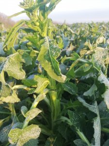 LG Architect po przymrozkach - 02-04-2020