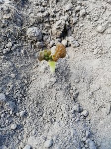 Łubin żółty mister