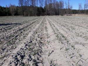 Mieszanka- siew 19.02