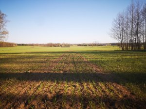 Mieszanka jęczmień + pszenica 19.04