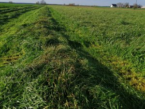 Mieszanka traw partis Silver