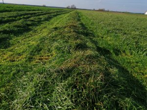 Mieszanka traw partis Silver