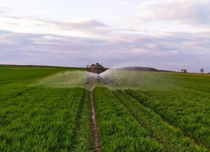 Nawadnianie pszenicy 