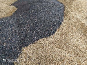 Owies Bingo i wyka siewna