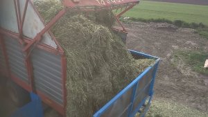 pakowanie żyta w rękaw