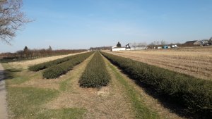 Postęp wegetacji roślin jagodowych - agrest