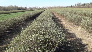 Postęp wegetacji roślin jagodowych - jagoda kamczacka