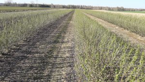 Postęp wegetacji roślin jagodowych - porzeczka czarna