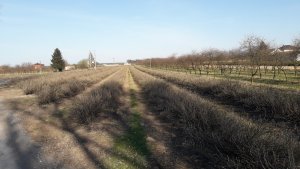 Postęp wegetacji roślin jagodowych - porzeczka czerwona