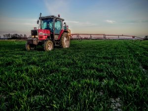 Pszenica Desamo i Massey 