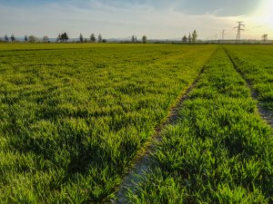 Pszenica ozima - 18.04.2020