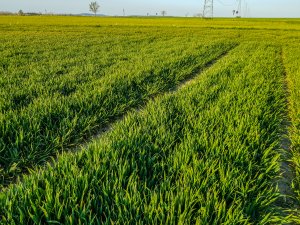 Pszenica ozima - 18.04.2020