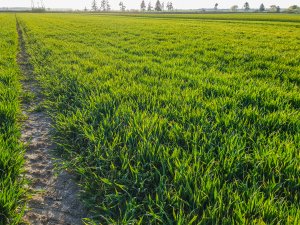 Pszenica ozima - 18.04.2020