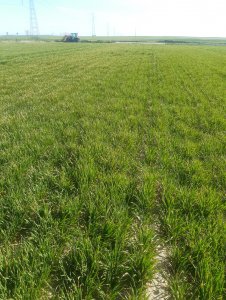 Pszenica ozima 10.04.2020