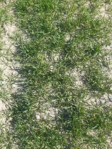 Pszenica ozima 10.04.2020