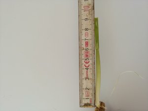 Pszenica ozima 11.04.20