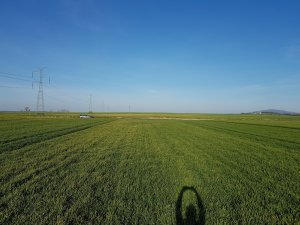 pszenica ozima 15.04.2020