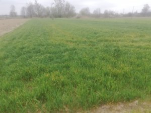 Pszenica ozima Arkadia 