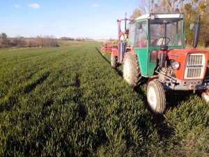 Pszenica ozima Delawar