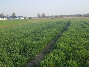 Pszenica ozima Delawar