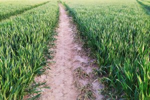 Pszenica Ozima Euforia 