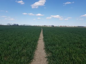 Pszenica ozima GALERIST | DELAWAR