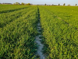 Pszenica ozima Julius - 18.04.2020