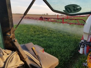 Pszenica ozima Julius