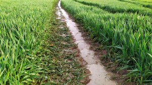 Pszenica Ozima Kilimandżaro. 