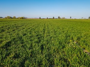 Pszenica ozima LG Jutta - 18.04.2020