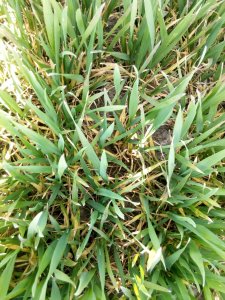 pszenica ozima medalistka