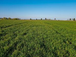 Pszenica ozima RGT Metronom