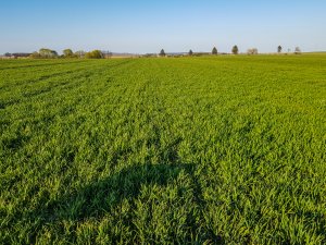 Pszenica ozima Tytanika - 18.04.2020