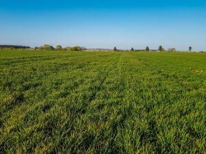 Pszenica RGT Kilimandżaro vs LG Jutta - 18.04.2020