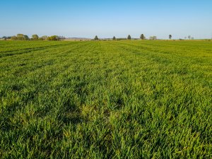 Pszenica RGT Kilimanjaro 18.04.2020