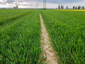 Pszenica RGT Metronom i LG Jutta 25.04.2020
