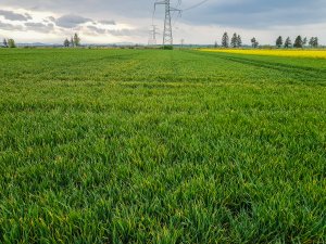 Pszenica RGT Metronom i LG Jutta 25.04.2020