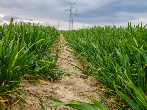 Pszenica RGT Metronom i LG Jutta 25.04.2020