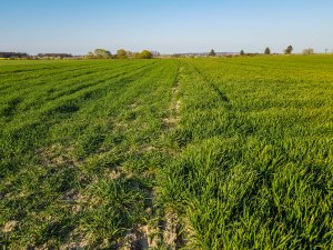 Pszenica siana rzutowo 30.11 vs siana siewnikiem 10.10
