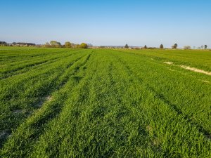 Pszenica siana rzutowo 30.11 vs siana siewnikiem 10.10