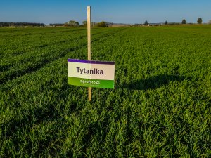 Pszenica tytanika - 18.04.2020