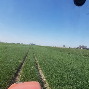 Pszenice ozima Galerist