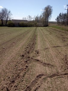 Pszenżyto jare Mazur 