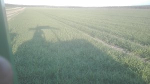 pszenżyto ozime GRINGO stan 23,04,2020