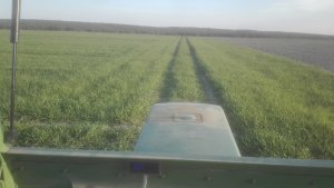 pszenżyto ozime GRINGO stan 23,04,2020