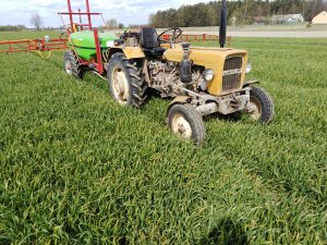 Pszenżyto ozime Meloman